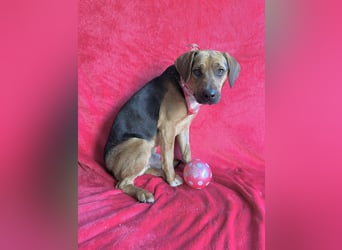 Ash - Sensibler Hundejunge sucht verständnisvolles Zuhause!