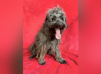 Ella - Sensible Hündin sucht einfühlsames Zuhause