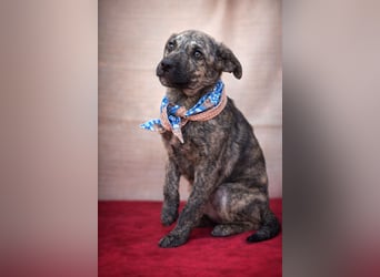 Villi - Junger Mischlingsrüde sucht seine Familie