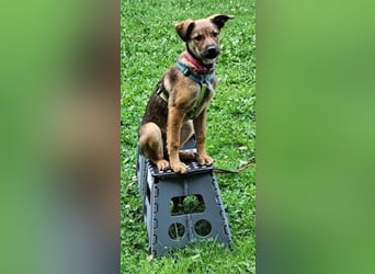 Munteres Welpenmädchen Adela - sucht aktives Zuhause