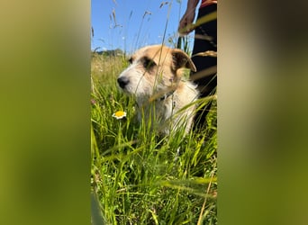 Korizza - Liebes schönes Hundemädchen sucht ihre Menschen