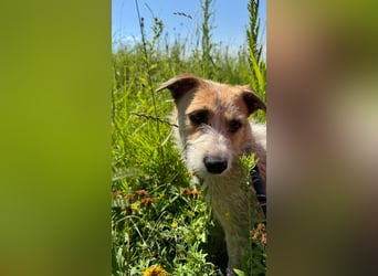 Korizza - Liebes schönes Hundemädchen sucht ihre Menschen