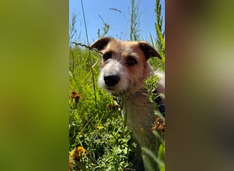 Korizza - Liebes schönes Hundemädchen sucht ihre Menschen