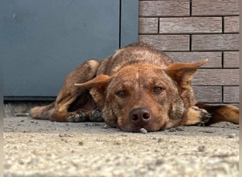 Sammy - vom Straßenhund zum hoffnungsvollen Familienhund