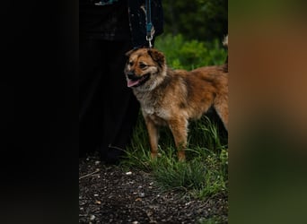 Eva --Selbstbewusste aktive Hündin sucht ihre Herzensmenschen