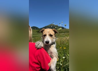 Korizza - Liebes schönes Hundemädchen sucht ihre Menschen
