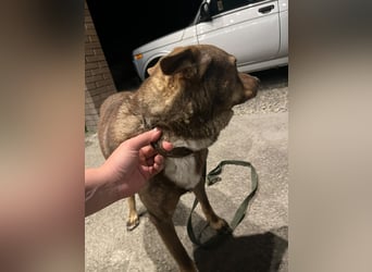 Sammy - vom Straßenhund zum hoffnungsvollen Familienhund