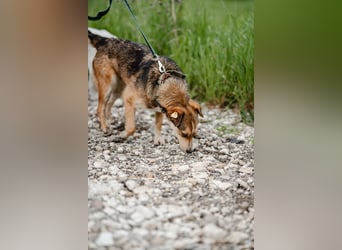 Lizy. Bezaubernde Lächel-Hündin sucht ihr Glück
