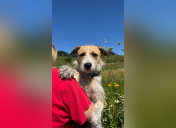 Korizza - Liebes schönes Hundemädchen sucht ihre Menschen