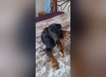Ein hübscher Kuschelbär sucht ein Kuscheltier Körbchen