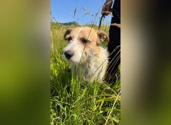 Korizza - Liebes schönes Hundemädchen sucht ihre Menschen