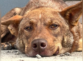 Sammy - vom Straßenhund zum hoffnungsvollen Familienhund
