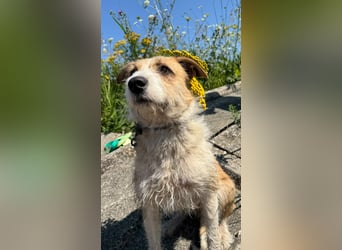 Korizza - Liebes schönes Hundemädchen sucht ihre Menschen