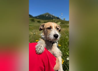 Korizza - Liebes schönes Hundemädchen sucht ihre Menschen