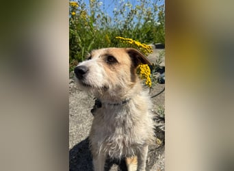 Korizza - Liebes schönes Hundemädchen sucht ihre Menschen