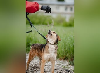 Lizy. Bezaubernde Lächel-Hündin sucht ihr Glück
