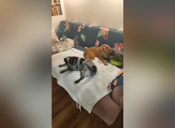 Alice -eine kleine Seele, die endlich Liebe und Geborgenheit verdient