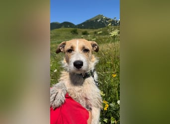 Korizza - Liebes schönes Hundemädchen sucht ihre Menschen