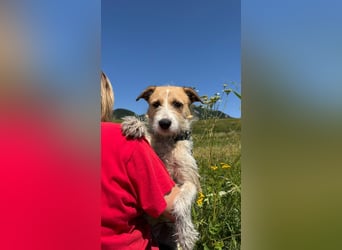 Korizza - Liebes schönes Hundemädchen sucht ihre Menschen