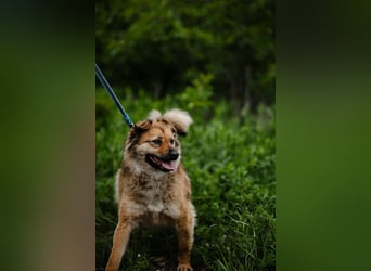 Eva --Selbstbewusste aktive Hündin sucht ihre Herzensmenschen