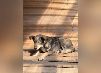 Vanessa - sucht Hundeflüsterer