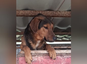 Rudi - war auf der Tötungsliste