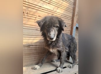 Charlotte - reizende Hundeomi