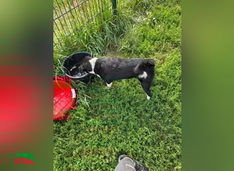 Lola - unternehmungslustig