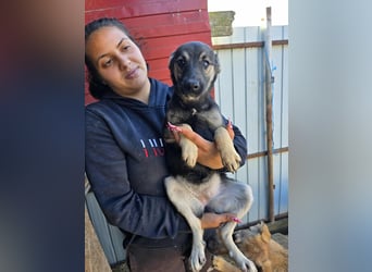 Luna  - im Wald ausgesetzt