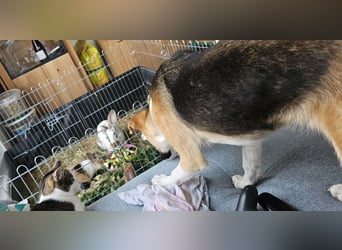 Bonnie - kinderlieber Familienhund