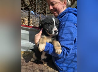 Frenchie - wäre fast erfroren