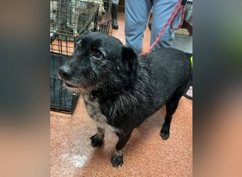 Drako - er hatte einen Schutzengel