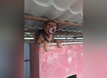 Rudi - war auf der Tötungsliste