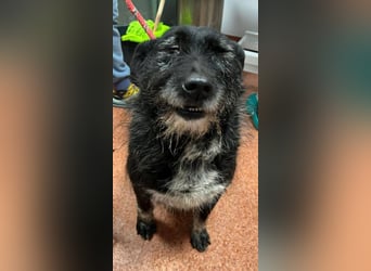 Drako - er hatte einen Schutzengel