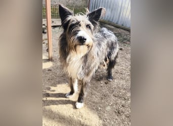 Fluffy gibt sich auf