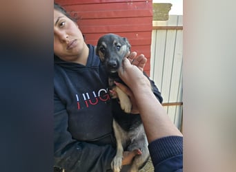 Luna  - im Wald ausgesetzt