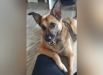 IVY katzenverträglich PLZ 27624