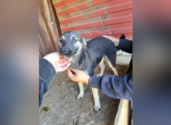 Luna  - im Wald ausgesetzt