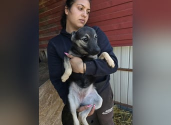 Luna  - im Wald ausgesetzt