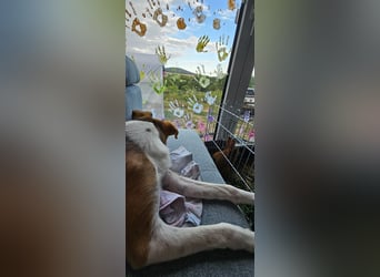 Bonnie - kinderlieber Familienhund