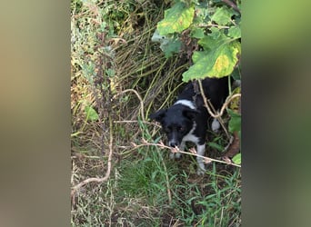 Lola - unternehmungslustig