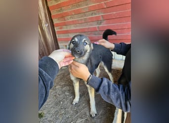 Luna  - im Wald ausgesetzt