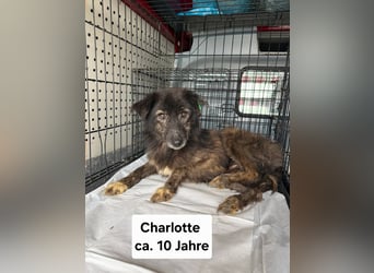 Charlotte - reizende Hundeomi