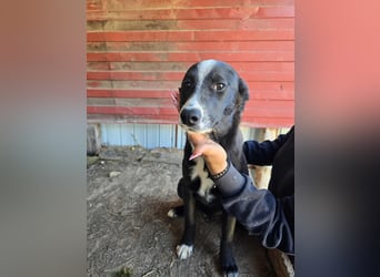 Maylo - wurde ausgesetzt