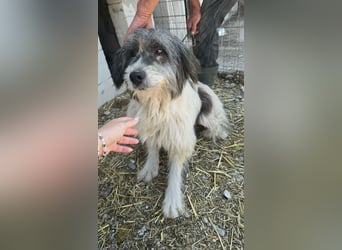 Sina hat so viel Leid ertragen