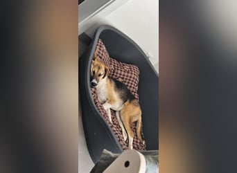 Bonnie - kinderlieber Familienhund