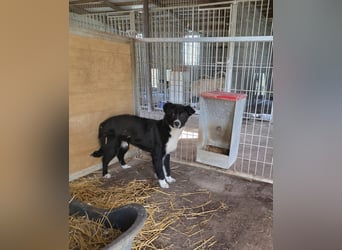 Moritz- Profi gesucht