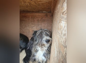 Fluffy gibt sich auf