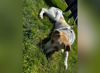 Luna - in Deutschland