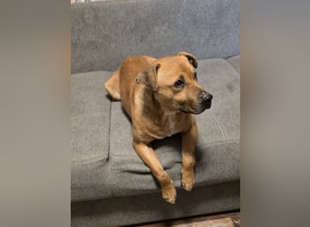 Thor - vom Kinderspielzeug zum Kettenhund